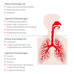 Abbildung eines Menschen von der Nase bis zur Lunge. Links befindet sich ein Informationstext.